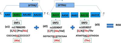 Frontiers | Corrigendum: Single Nucleotide Polymorphisms Interactions ...